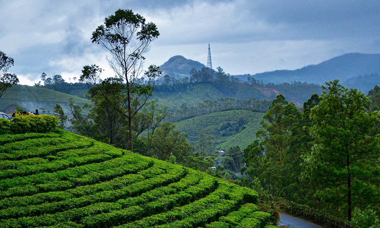 Discover the Beauty of Munnar Tour Package Tour Package