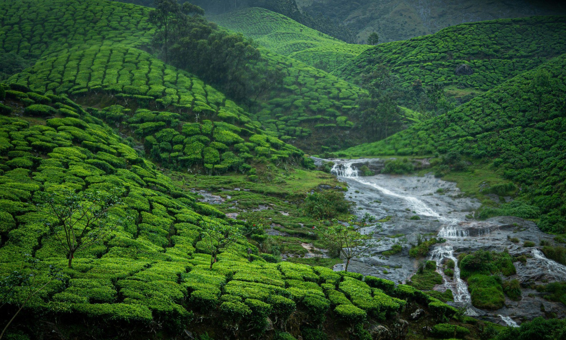 Munnar Tour Package Tour Package