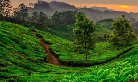 Kerala Bliss – Hills, Backwaters & Beaches Tour Package  Tour Package